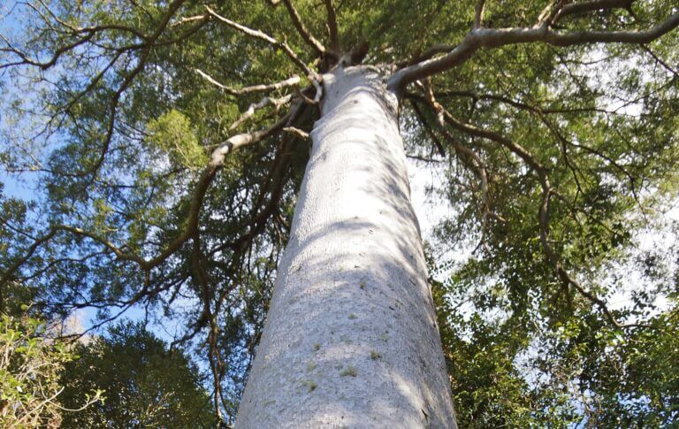 Manawatu | Rangiwahia-Bush-Reserve-large-Matai-Tree