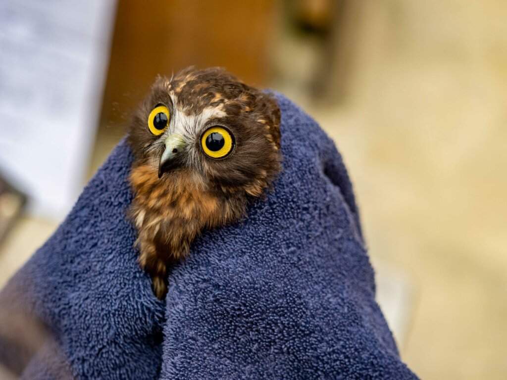 Manawatu | Wildlife recovery centre | owl